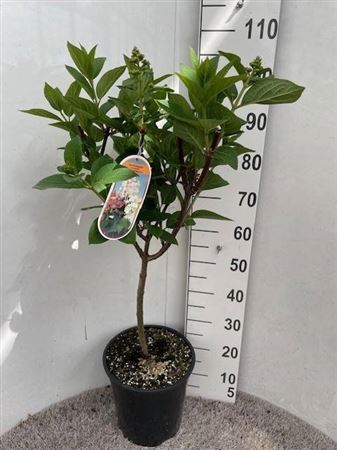 Hydr Paniculata