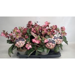 Helleborus  'Ice N Roses'   ...mix