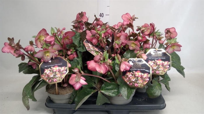 <h4>Helleborus  'Ice N Roses'   ...mix</h4>