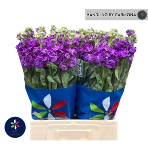 MATTH IRON PURPLE