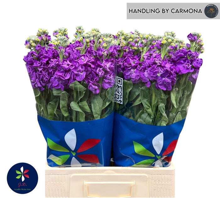 <h4>MATTH IRON PURPLE</h4>