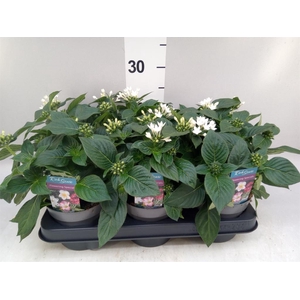 Pentas lanceolata 'Starclust White'