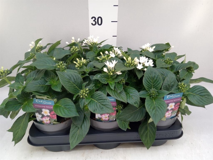 <h4>Pentas lanceolata 'Starclust White'</h4>