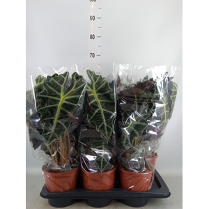 Alocasia amazonica 'Polly'