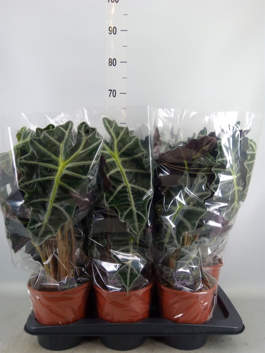 <h4>Alocasia amazonica 'Polly'</h4>