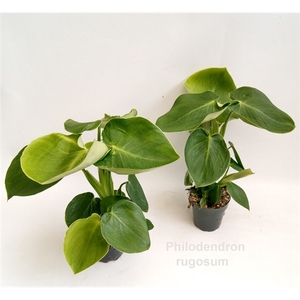 Philodendron rugosum 12cm