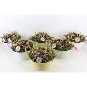 arr4 Narcis PL - Zink Ilse schaal hoog mix