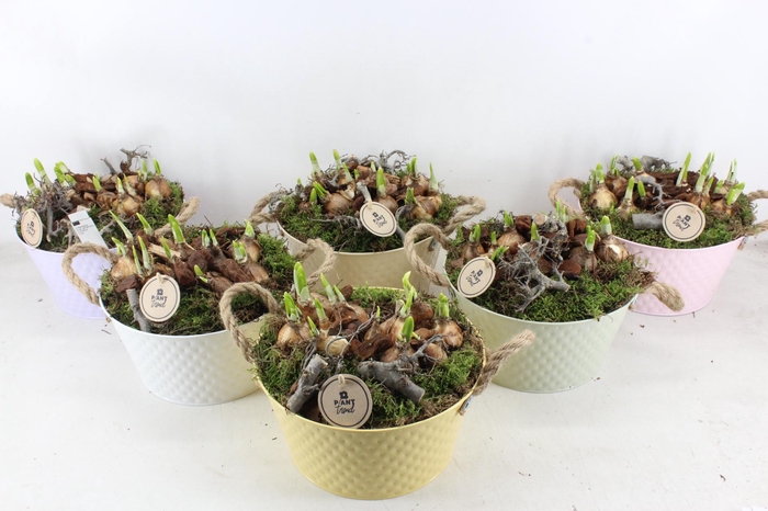 <h4>arr4 Narcis PL - Zink Ilse schaal hoog mix</h4>