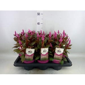 Celosia spic. 'Wild Pink'