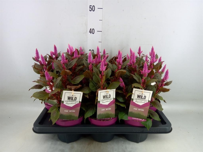<h4>Celosia spic. 'Wild Pink'</h4>