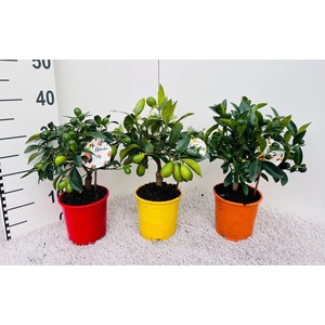 Citrus Mix-Tray 3 Var. medi-stem