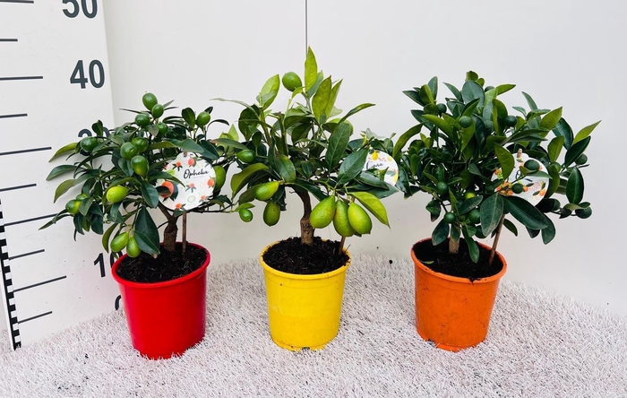<h4>Citrus Mix-Tray 3 Var. medi-stem</h4>
