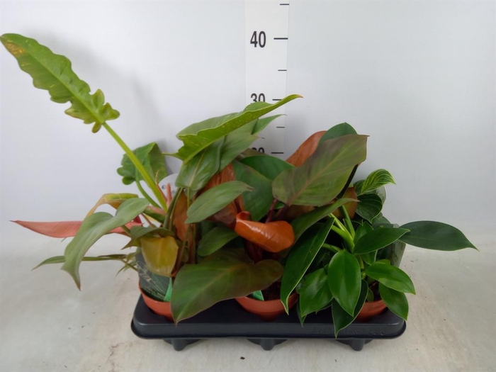 <h4>Planten  ..mix</h4>