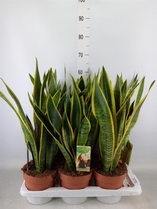 <h4>Sansevieria trifa. 'Laurentii'</h4>