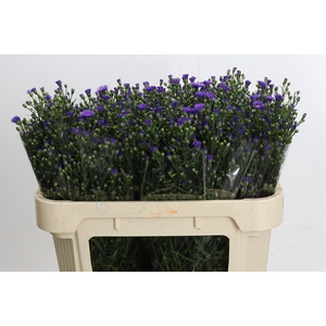Aster Casamare