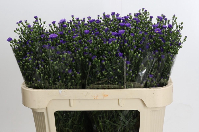 <h4>Aster Casamare</h4>