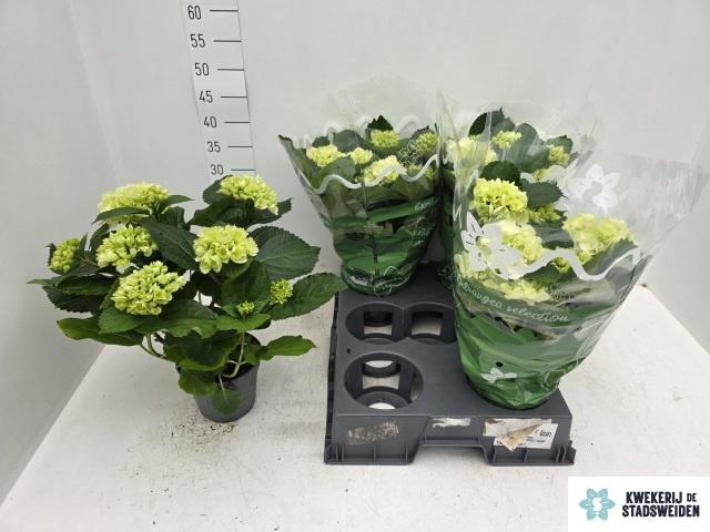 <h4>HYDR M SCHNEEBALL</h4>