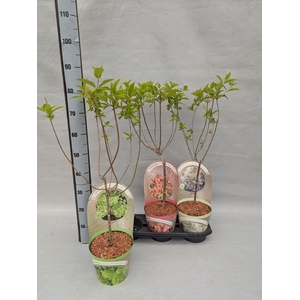 HYDR PANICULATA