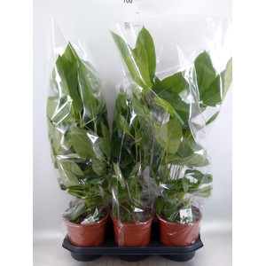 Schefflera actin. 'Amate'