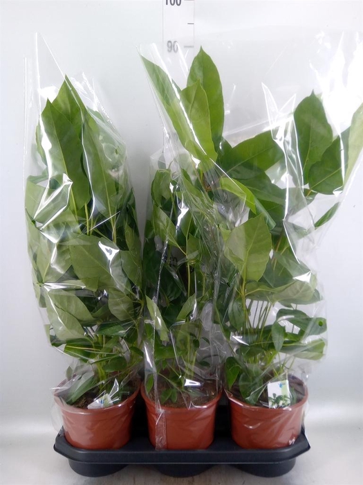 <h4>Schefflera actin. 'Amate'</h4>