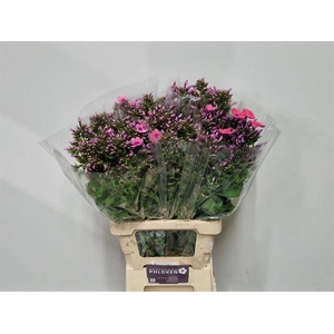 Phlox Sweet Kiki Hogenboom