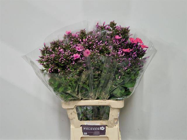 <h4>Phlox Sweet Kiki Hogenboom</h4>