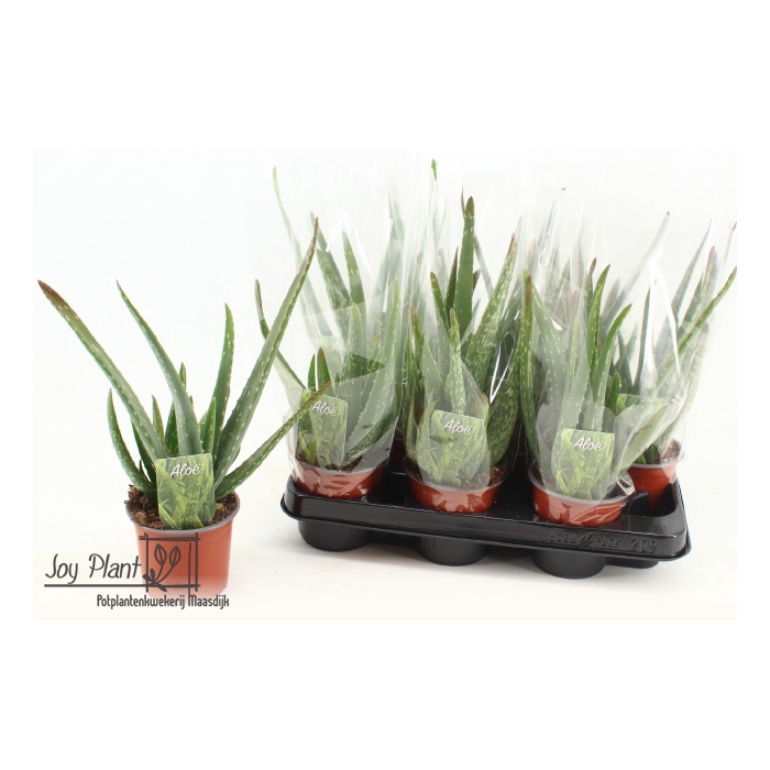 <h4>Aloe Vera 10,5Ø 30cm</h4>