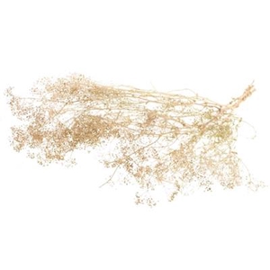 DROOG GYPSOPHILA WIT