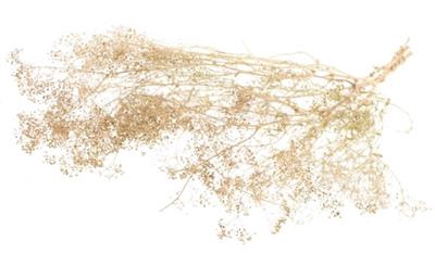 <h4>DROOG GYPSOPHILA WIT</h4>