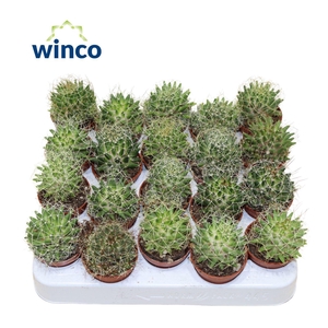 Escobaria Missouriensis Compacta