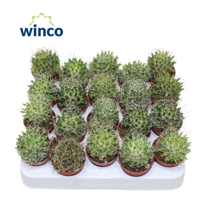 <h4>Escobaria Missouriensis Compacta</h4>