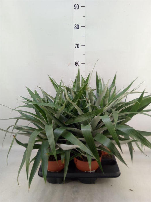 <h4>Bromelia   ...</h4>