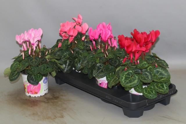 <h4>CYCL GR SUP XL</h4>