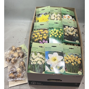 BLOEMBOL NARCIS