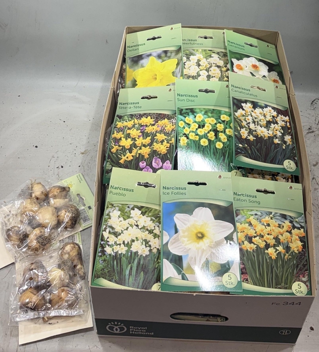 <h4>BLOEMBOL NARCIS</h4>
