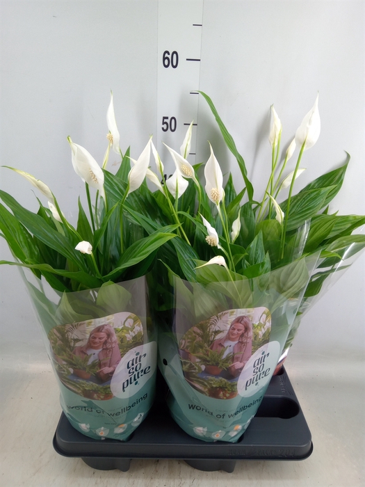 <h4>Spathiphyllum  'Pearl Cupido'</h4>