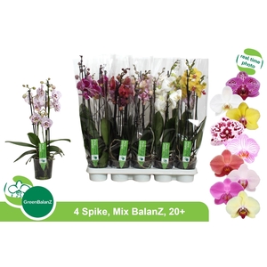 PHAL GEM