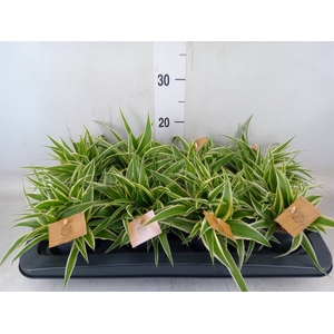 Chlorophytum com. 'Ocean'