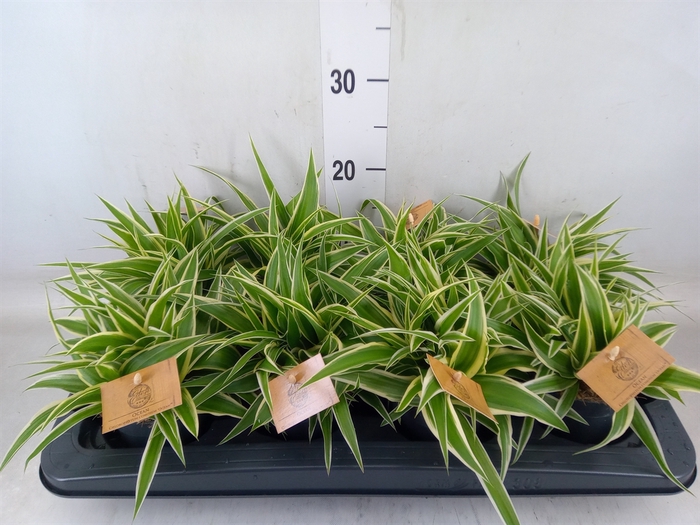 <h4>Chlorophytum com. 'Ocean'</h4>