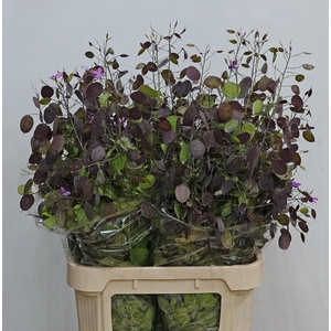 LUNARIA ANN PAARSE P