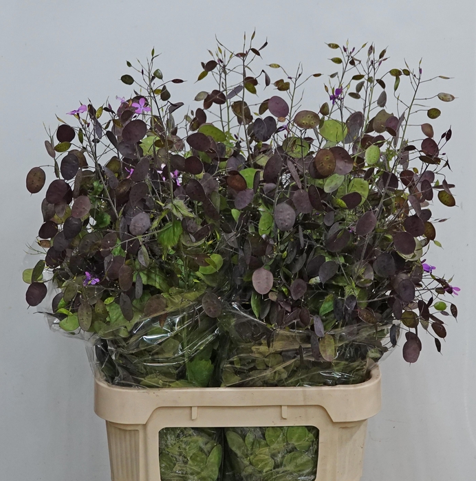 <h4>LUNARIA ANN PAARSE P</h4>