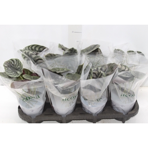 ALOCASIA CUPREA P12