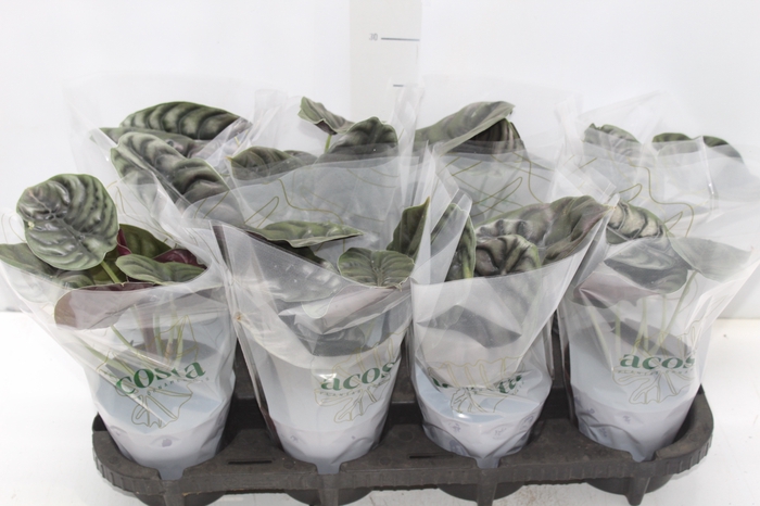 <h4>ALOCASIA CUPREA P12</h4>