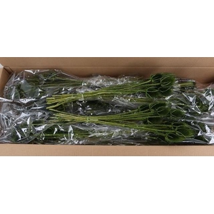 DF Dipsacus Dark Green Bs 130g