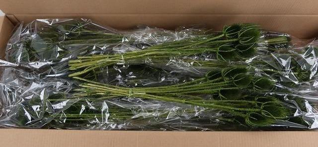 <h4>DF Dipsacus Dark Green Bs 130g</h4>