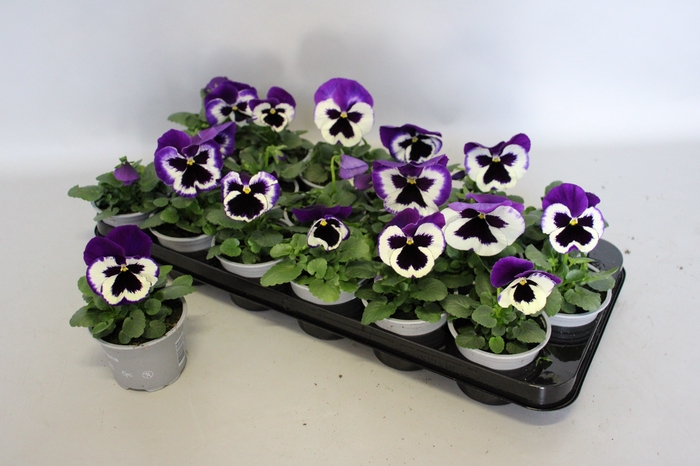 Viola wittrockiana F1 Violet & White