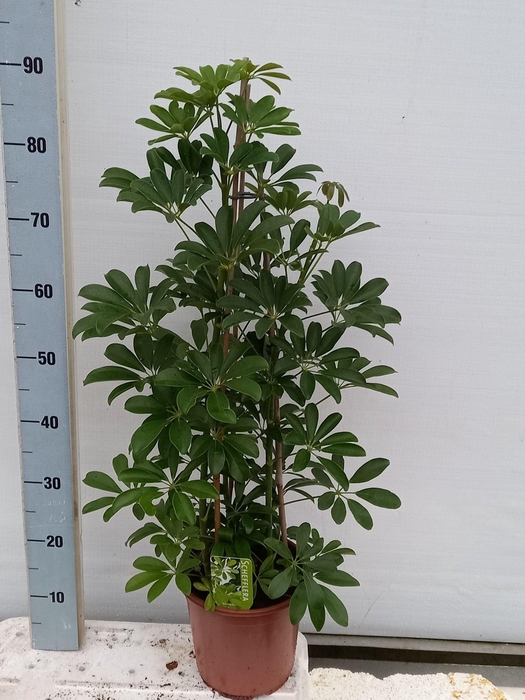 <h4>SCHEF AR COMPACTA</h4>