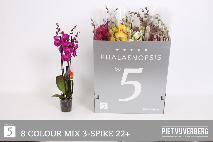 <h4>PHAL GEM 8 KL</h4>