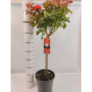 ROSA ST P COL MIXK
