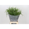 Panicum Fountain